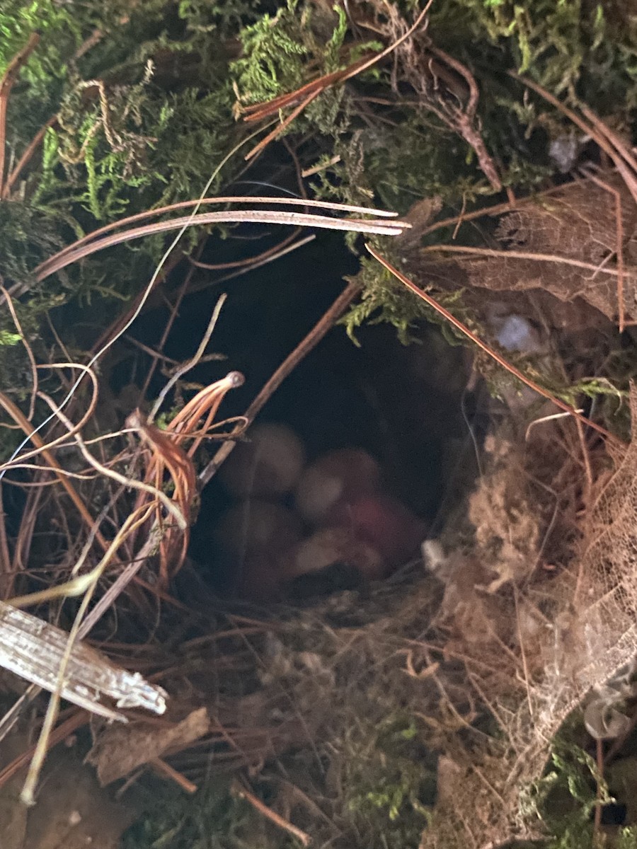 Carolina Wren - ML618899045