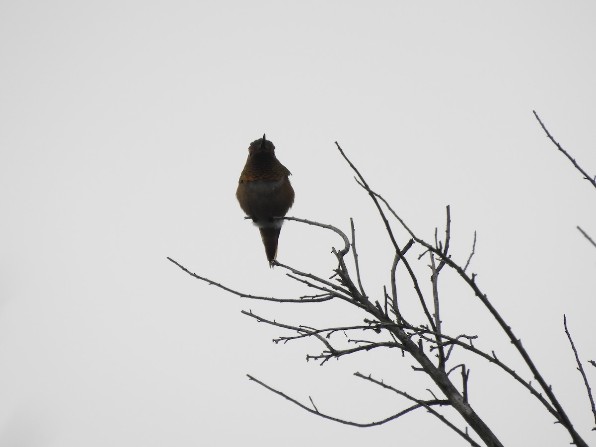 Colibrí de Allen - ML618899064