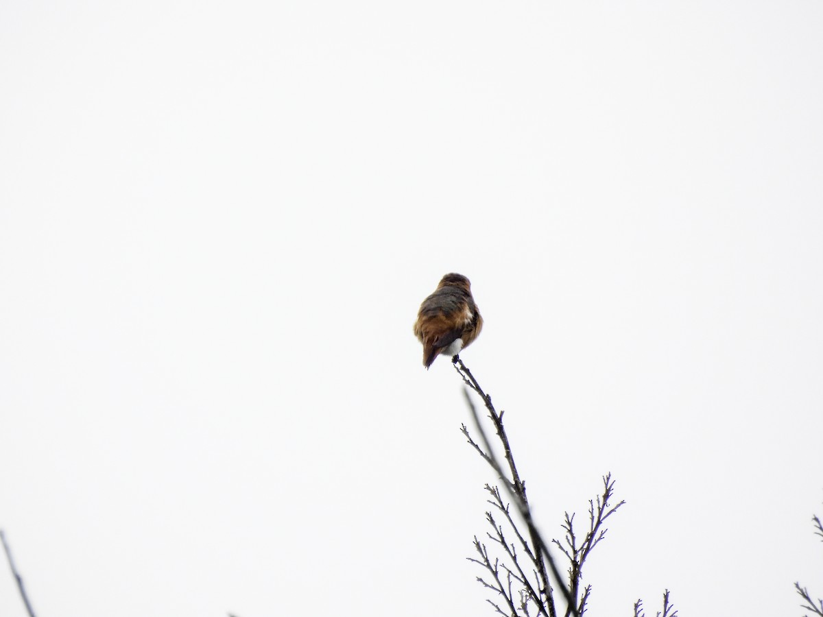 Allen's Hummingbird - Astrid Taen