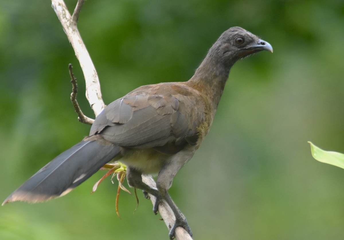 Gray-headed Chachalaca - Rodolfo Dodero