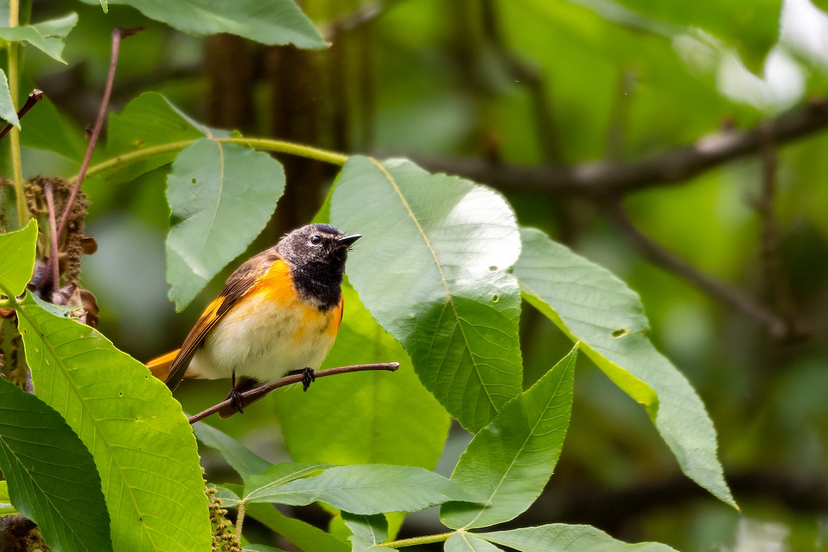 American Redstart - ML618899078
