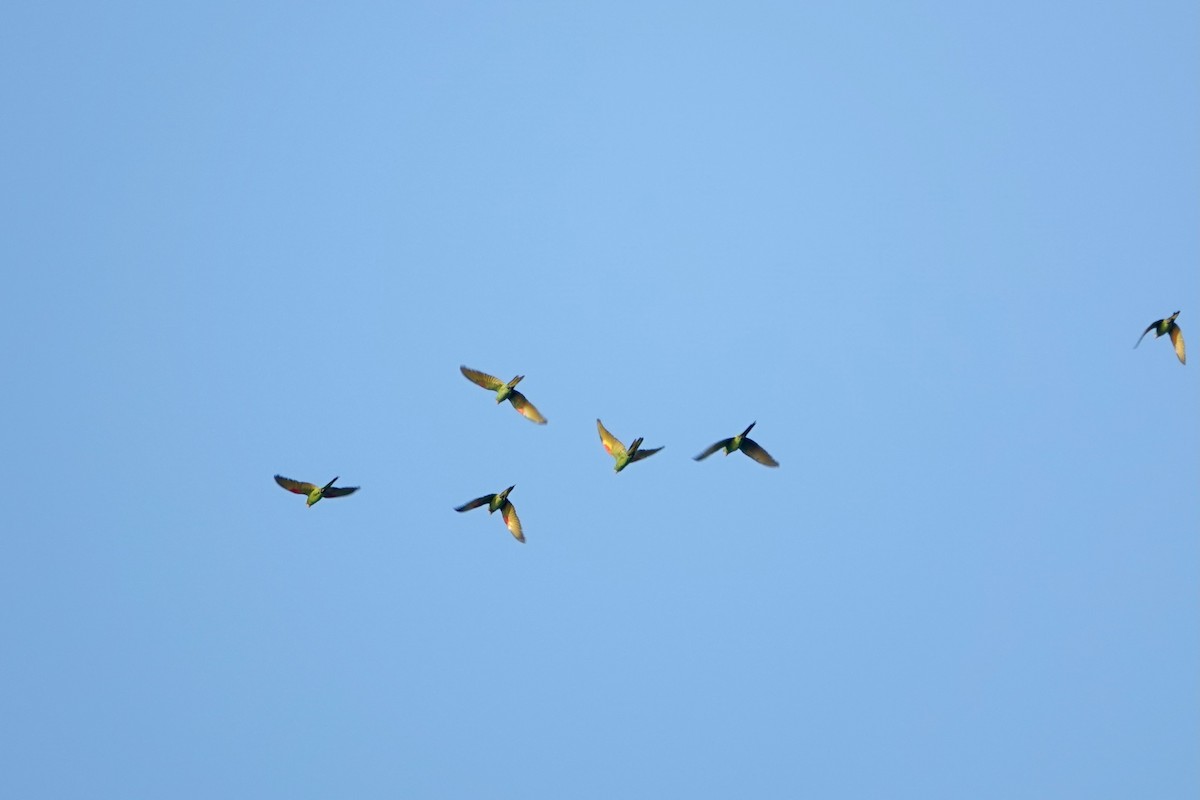 White-eyed Parakeet - Min Zhao