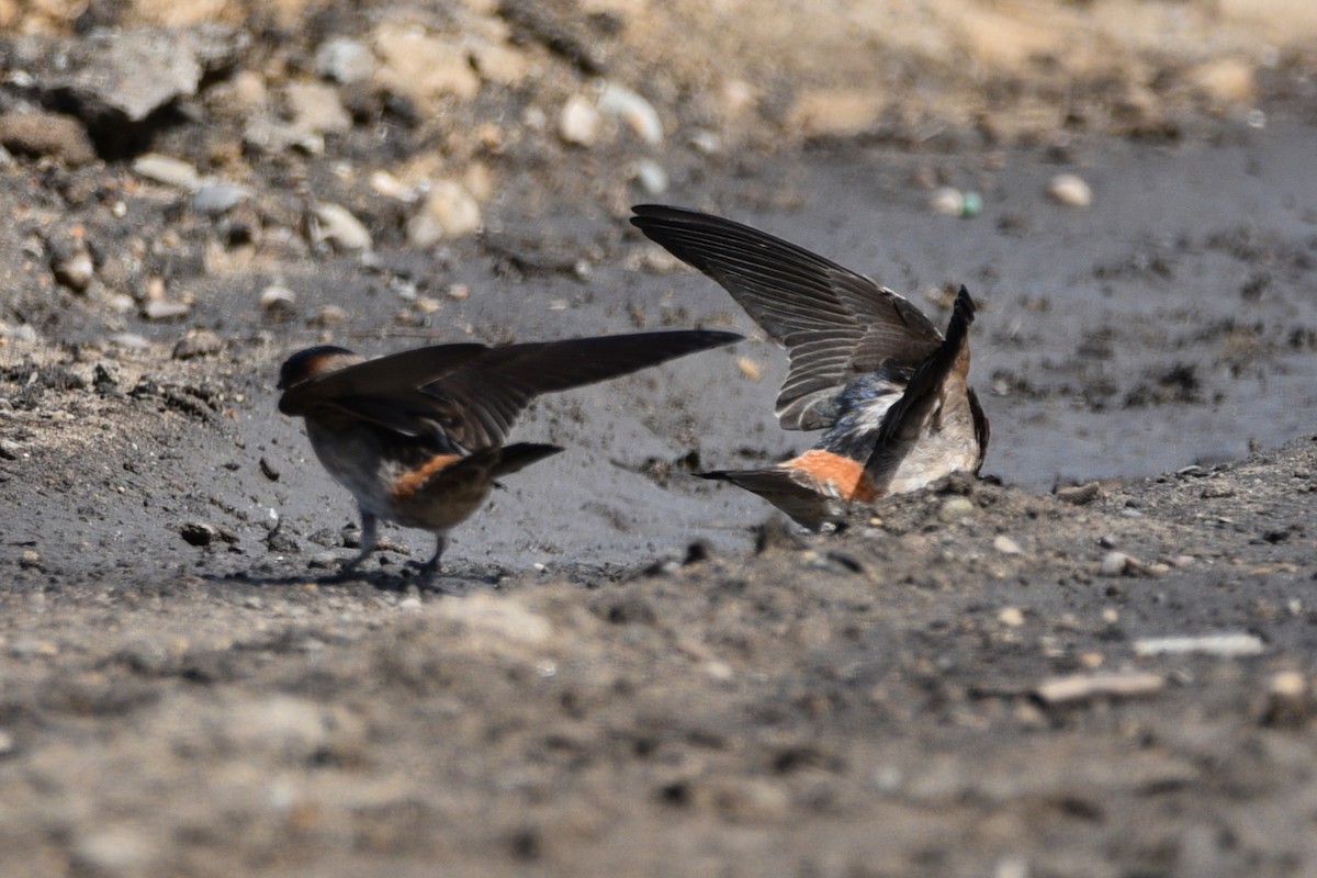 Cliff Swallow - ML618899086