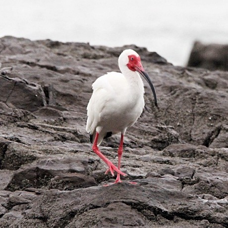 White Ibis - Oscar  Diaz