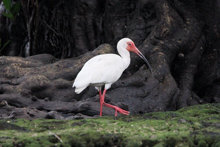 ibis bílý - ML618899107