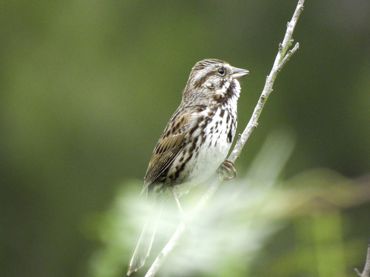 Song Sparrow - Astrid Taen