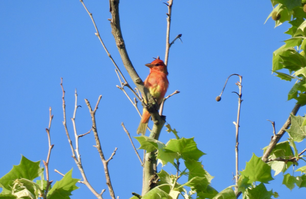 Summer Tanager - ML618899125