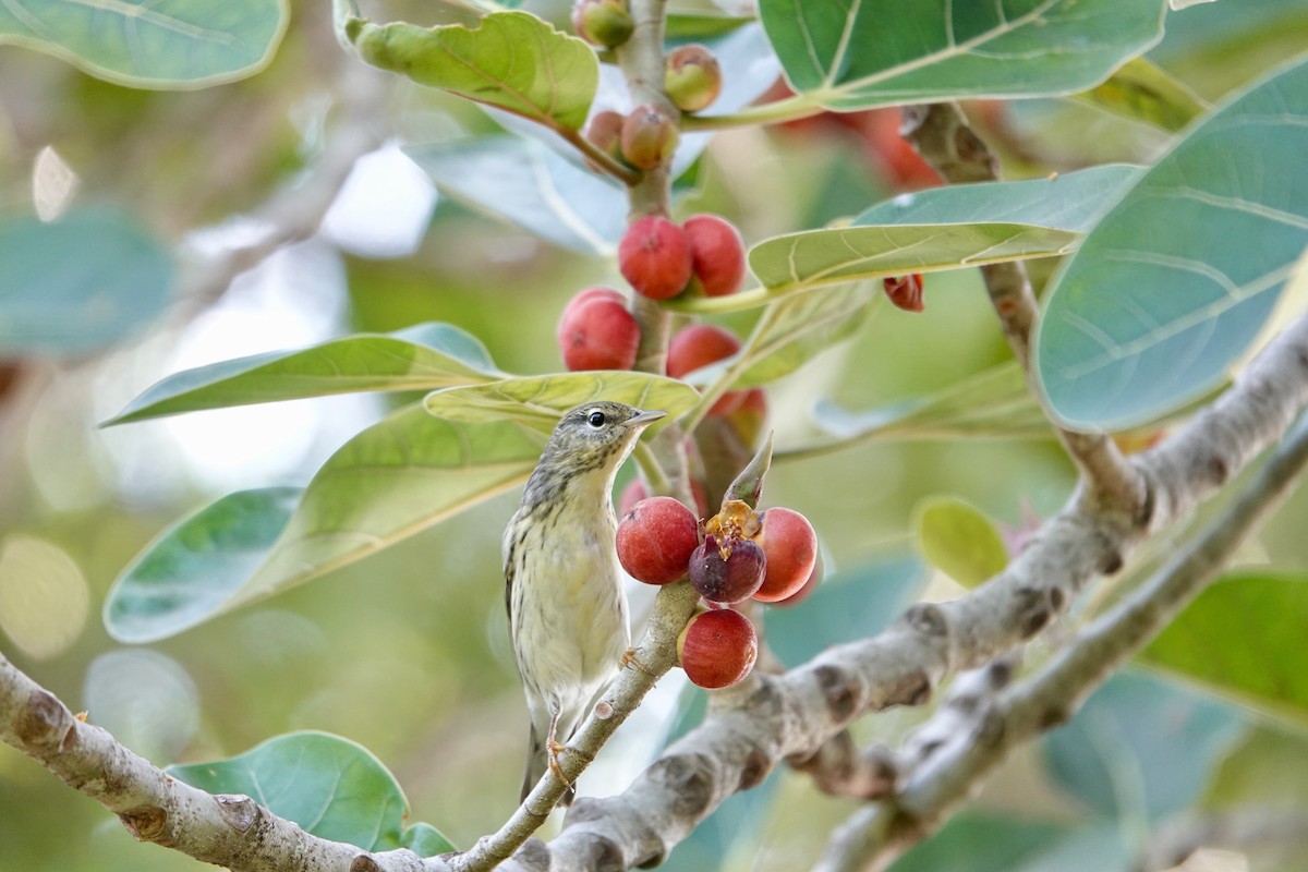 Blackpoll Warbler - Min Zhao