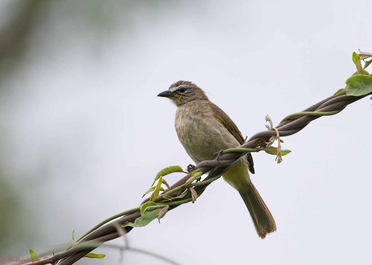 White-browed Bulbul - Subharanjan Sen