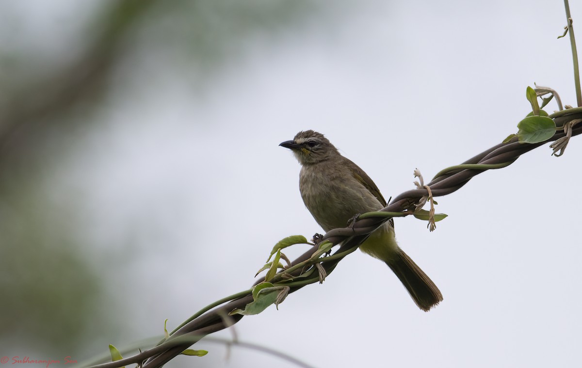 White-browed Bulbul - Subharanjan Sen