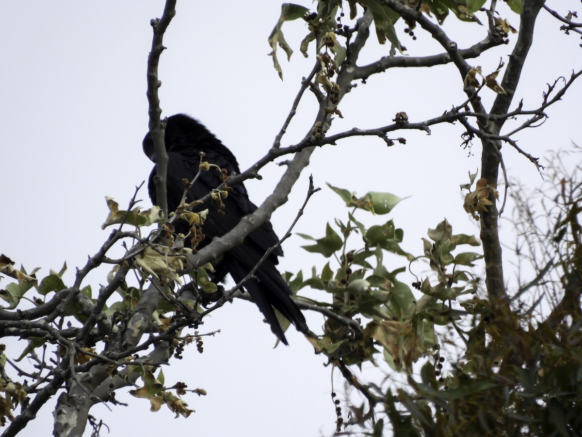 American Crow - ML618899154