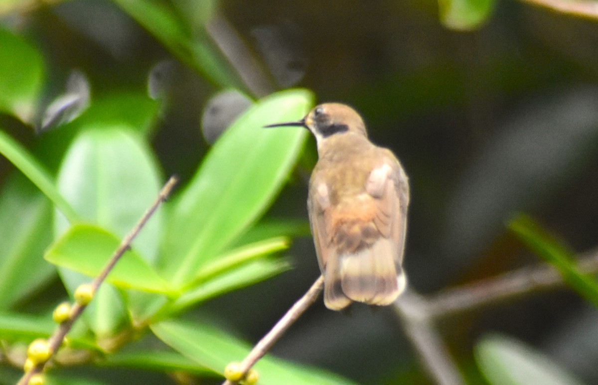 Brown Violetear - ML618899159