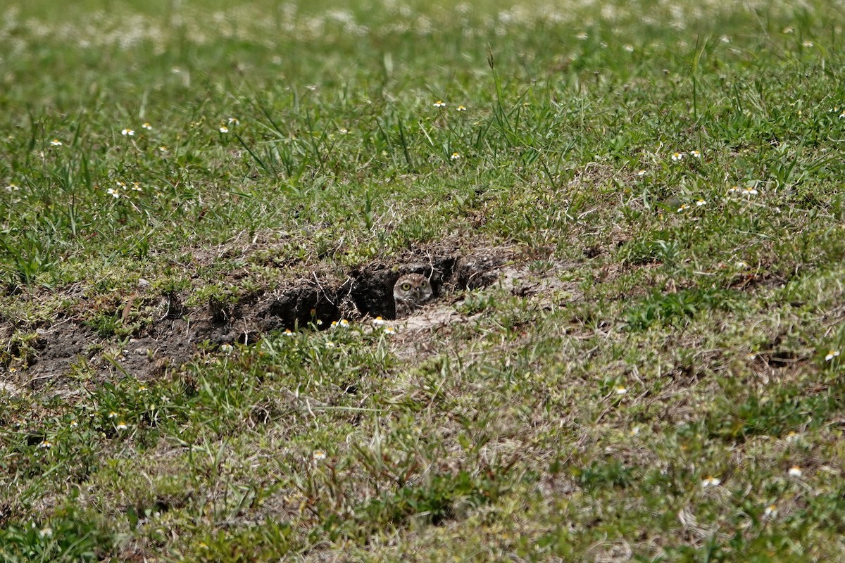 Burrowing Owl - Min Zhao