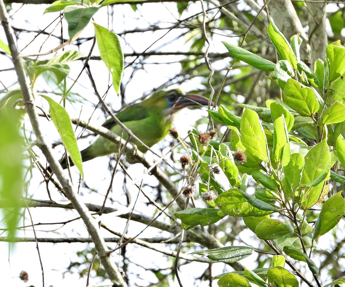 Groove-billed Toucanet - ML618899165
