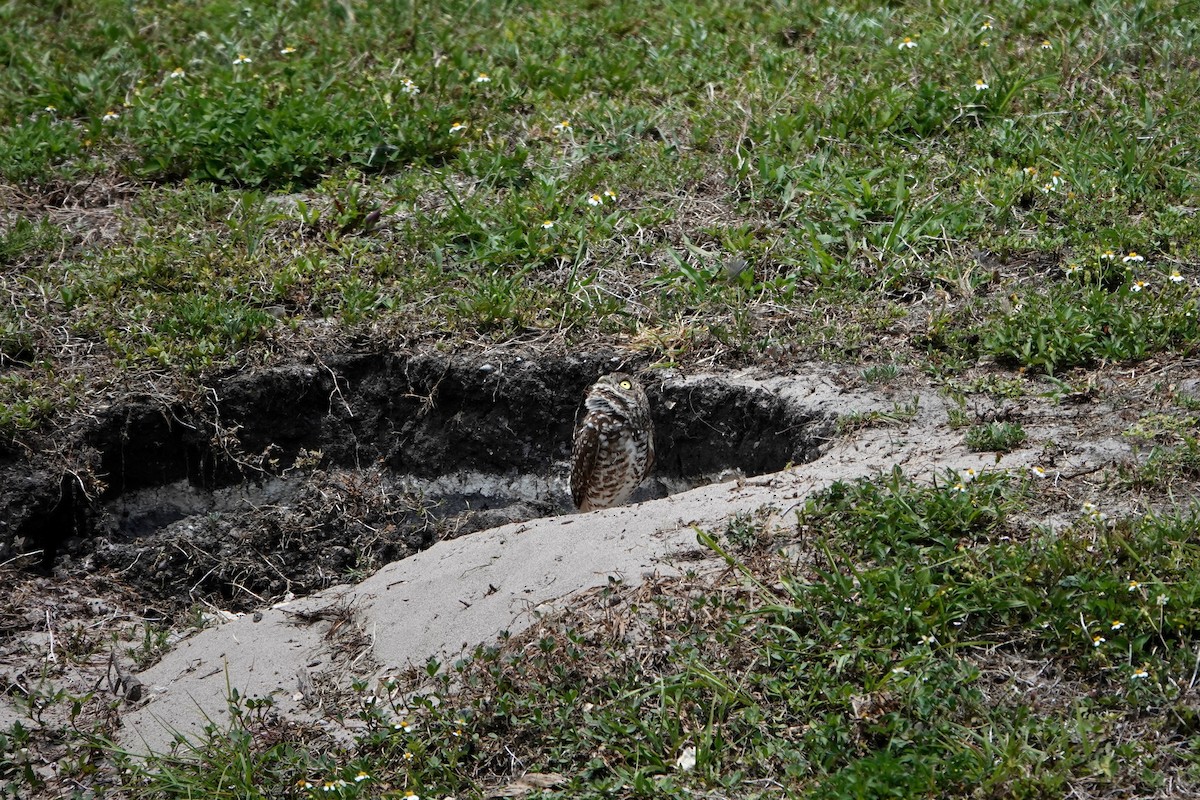 Burrowing Owl - Min Zhao