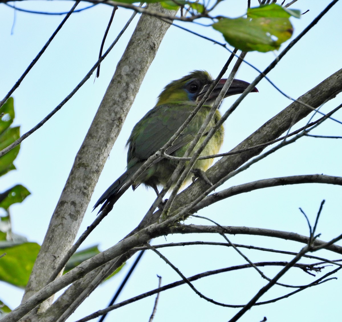 Groove-billed Toucanet - ML618899167