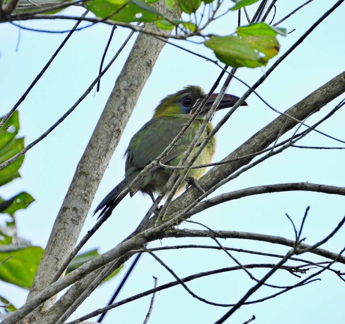 Groove-billed Toucanet - ML618899169
