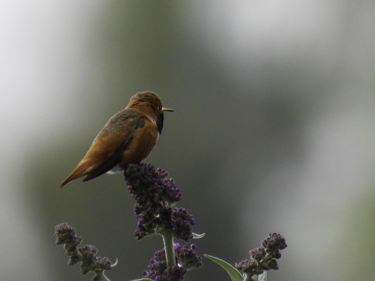 Allen's Hummingbird - Astrid Taen