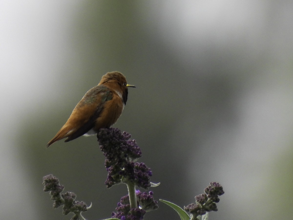 Colibrí de Allen - ML618899173