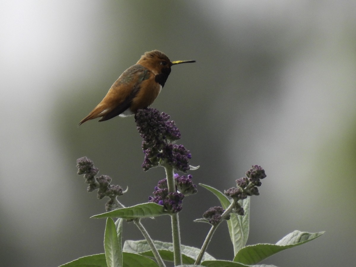 Allen's Hummingbird - Astrid Taen