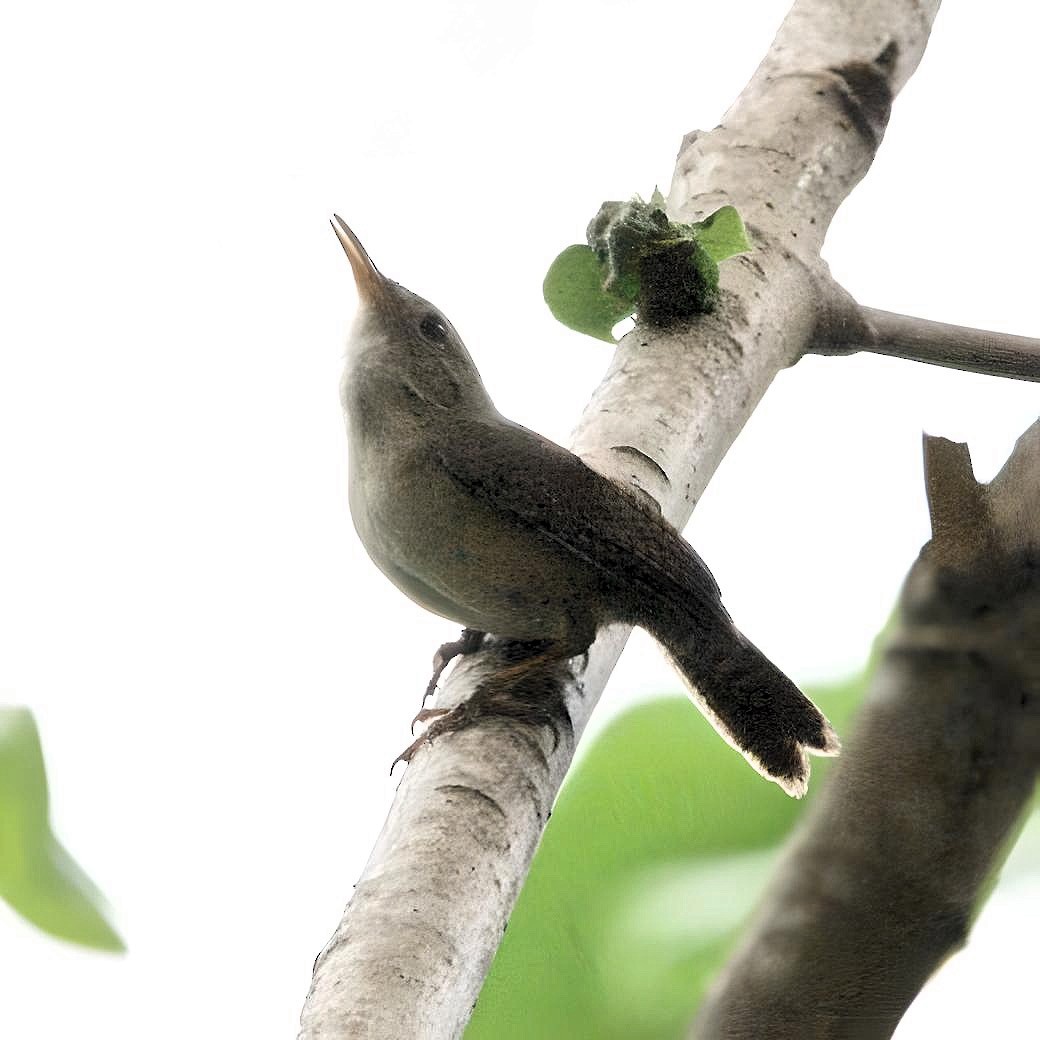 House Wren - Oscar  Diaz