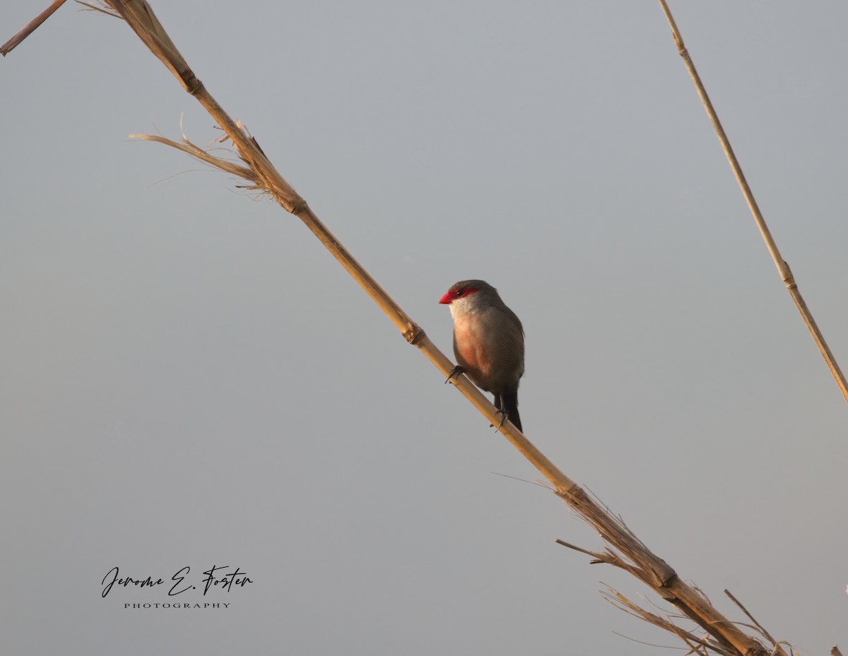 Common Waxbill - Jerome Foster