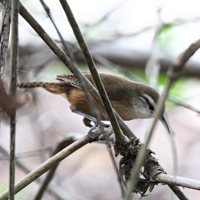 Buff-breasted Wren - Oscar  Diaz