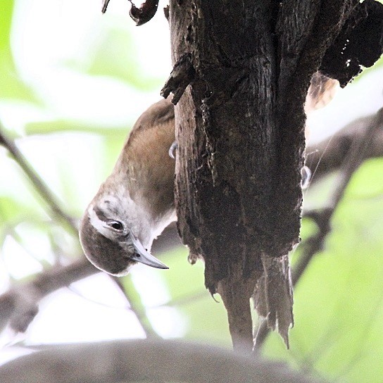 Buff-breasted Wren - ML618899224