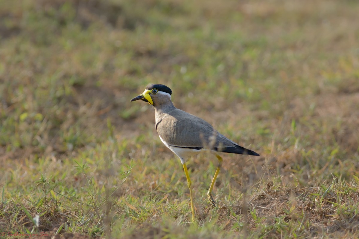 Yellow-wattled Lapwing - ML618899239