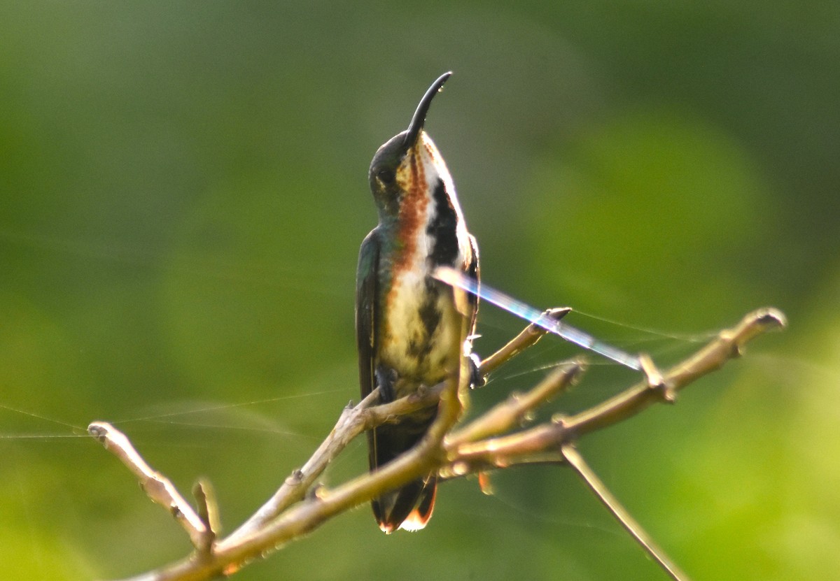 Green-breasted Mango - Rodolfo Dodero