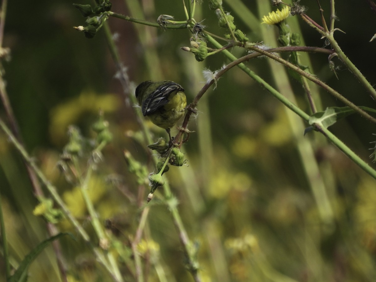 Lesser Goldfinch - ML618899242