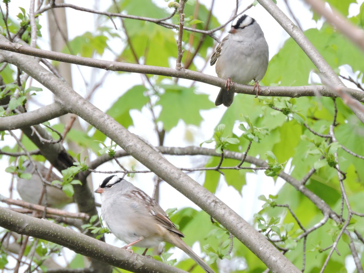 White-crowned Sparrow - ML618899244