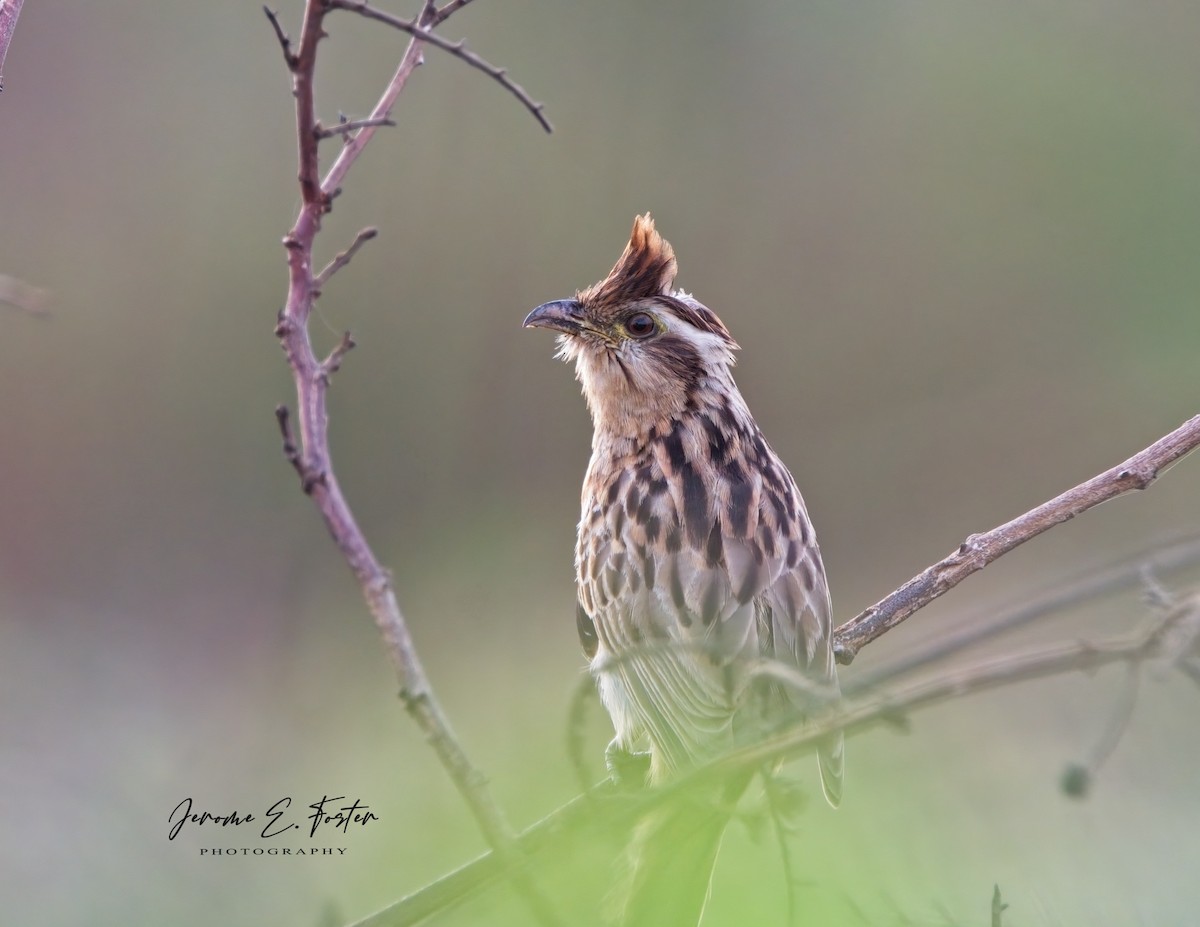 Striped Cuckoo - ML618899246