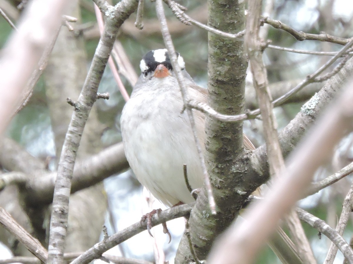 White-crowned Sparrow - ML618899252