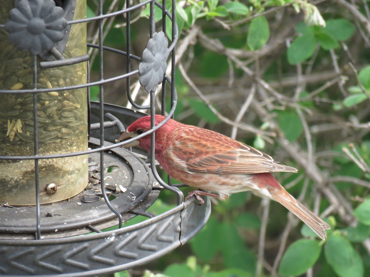 Purple Finch - The Lahaies