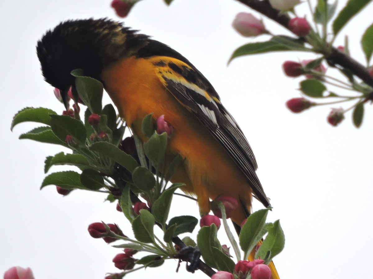 Oriole de Baltimore - ML618899274