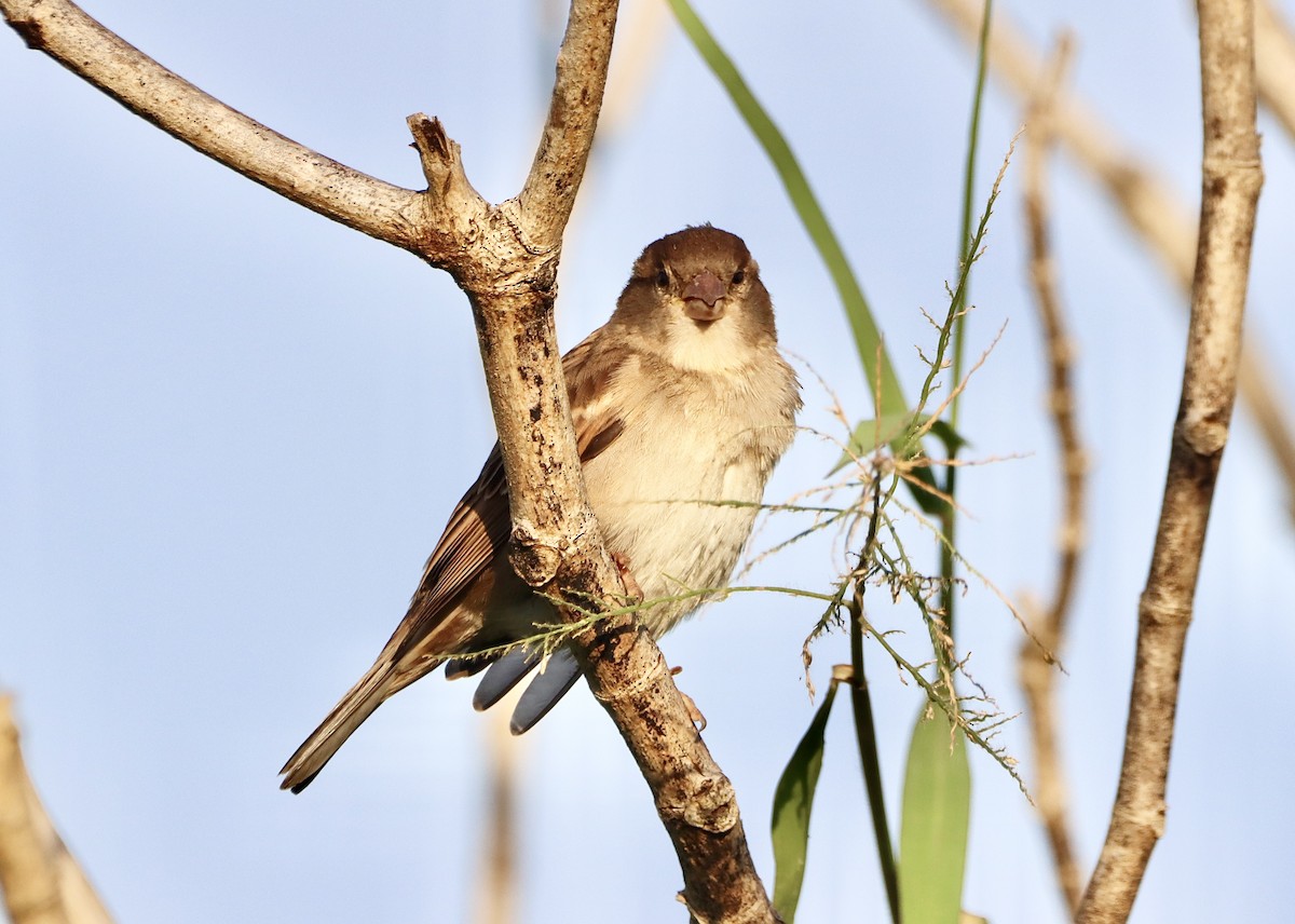 House Sparrow - Edu no Mato