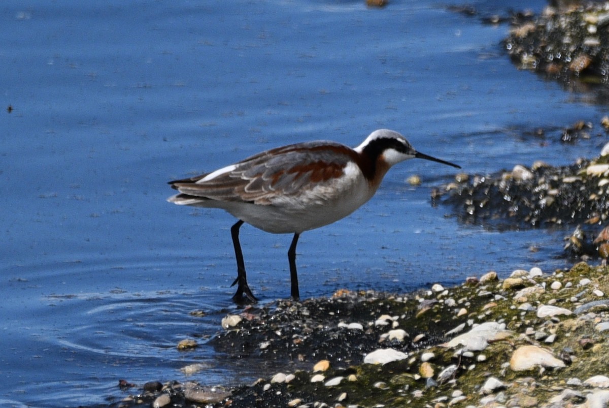 Phalarope de Wilson - ML618899281