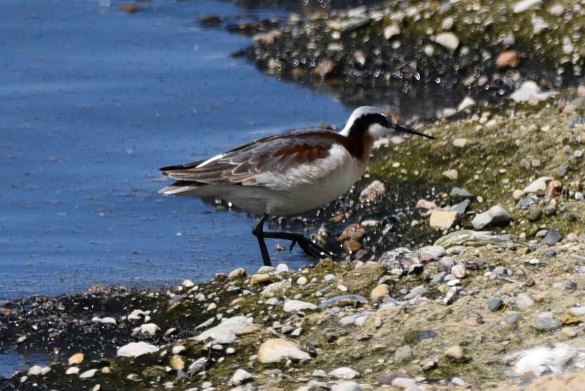 Wilson's Phalarope - ML618899283