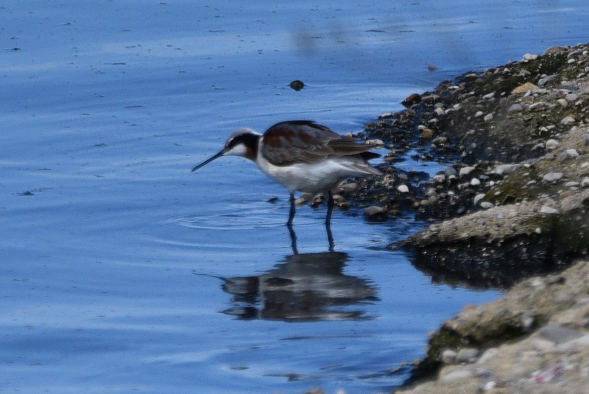 Wilson's Phalarope - ML618899285