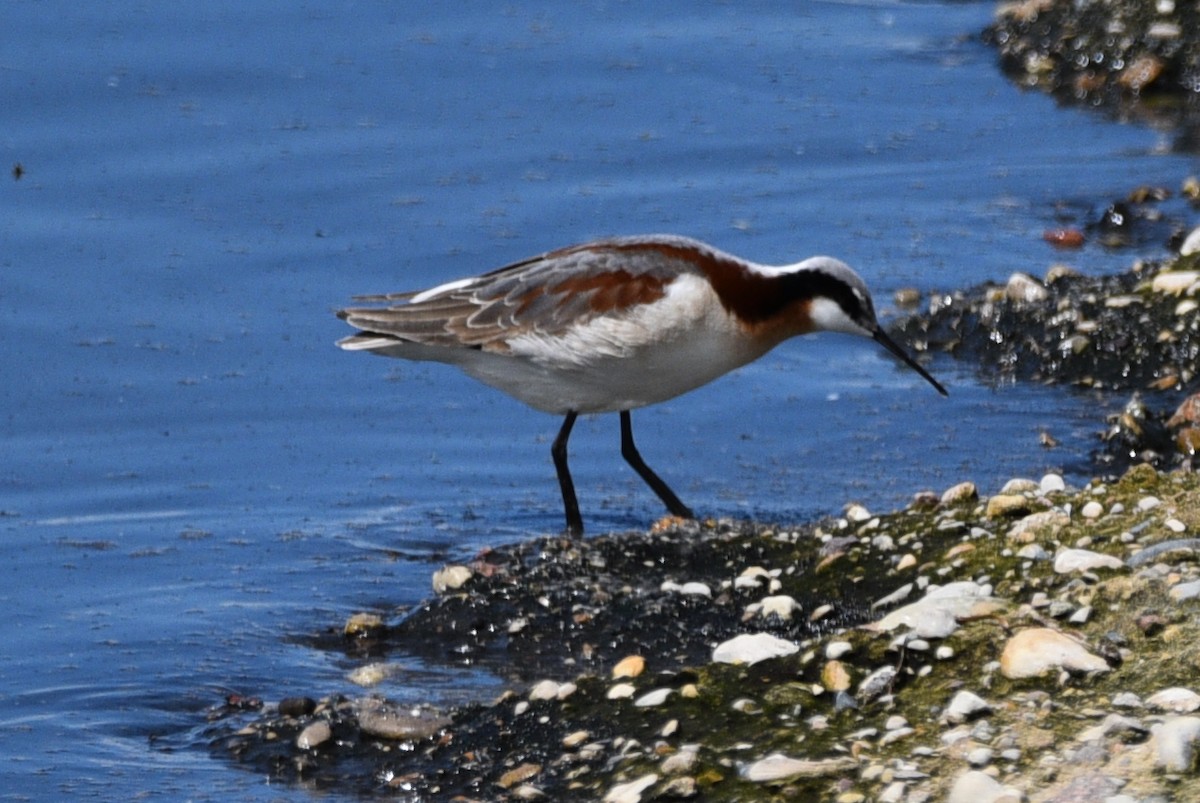 Phalarope de Wilson - ML618899286