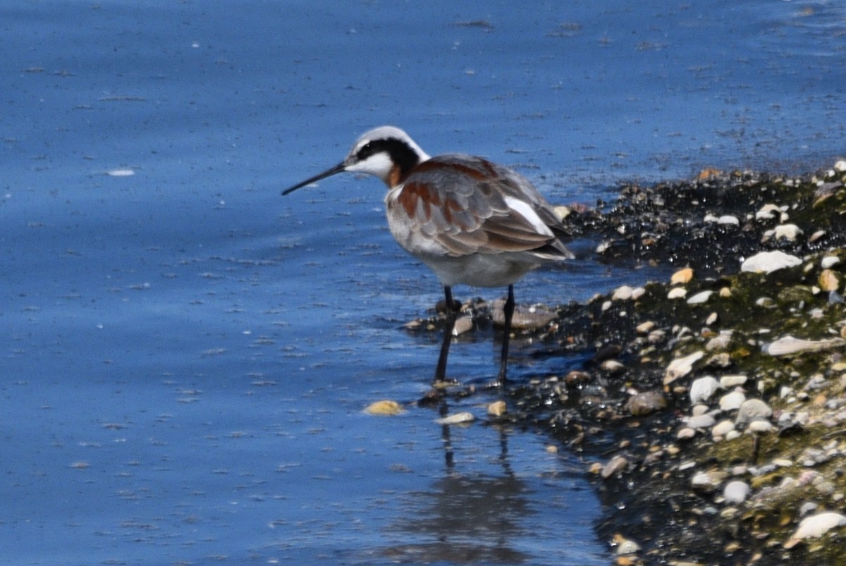 Wilson's Phalarope - ML618899287