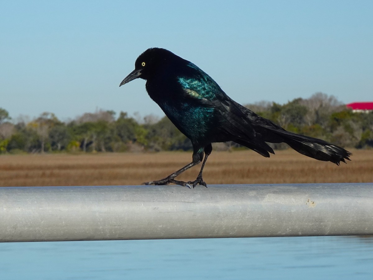 Boat-tailed Grackle - ML618899297