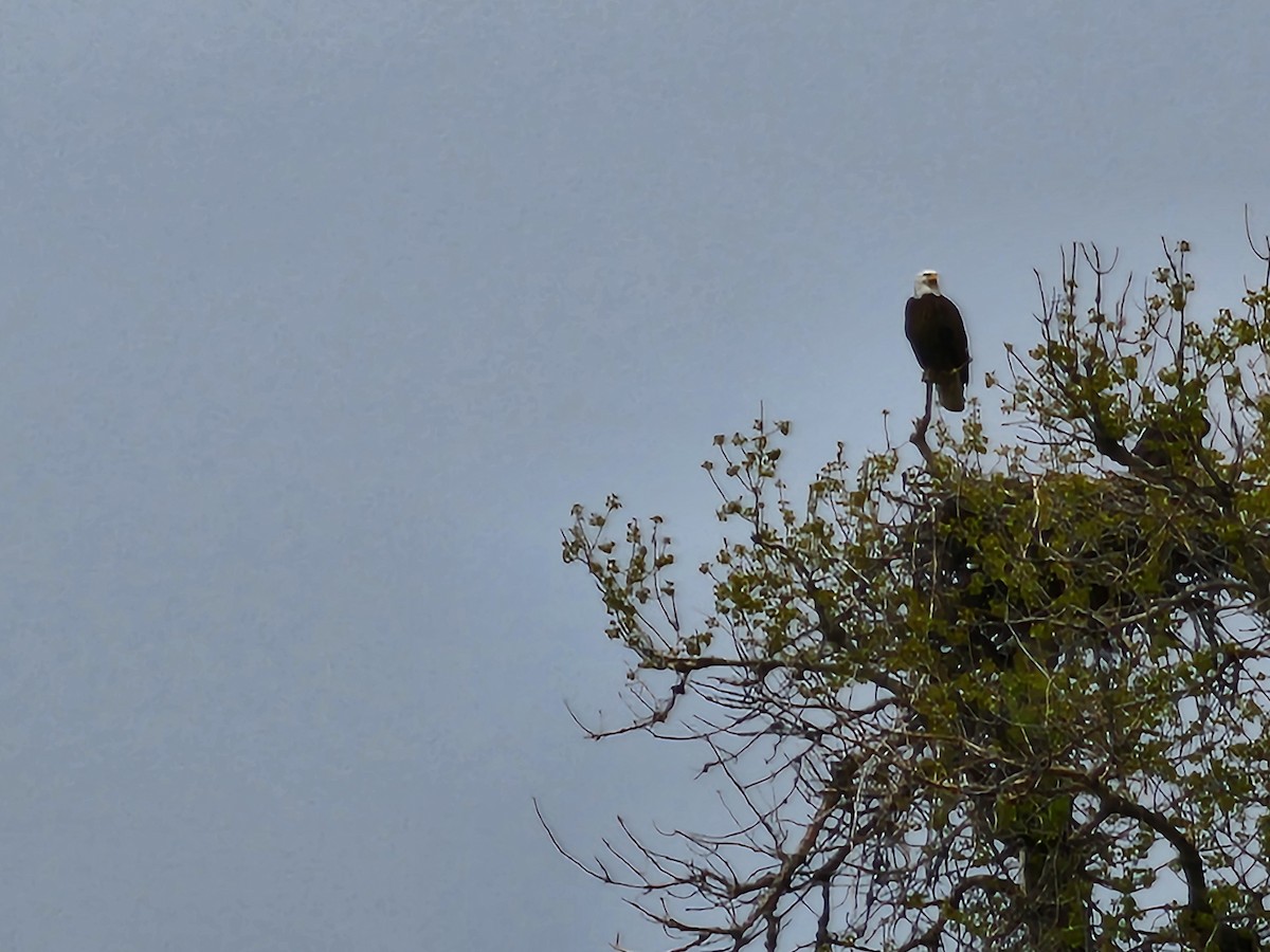 Bald Eagle - William Stevens