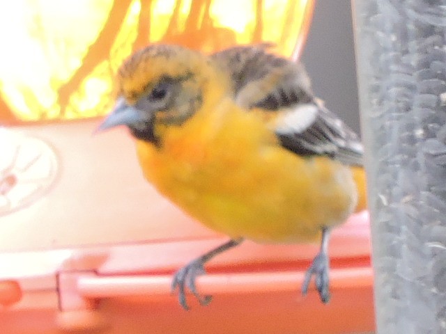 Baltimore Oriole - ML618899312