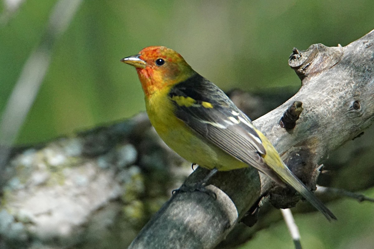 Western Tanager - ML618899317