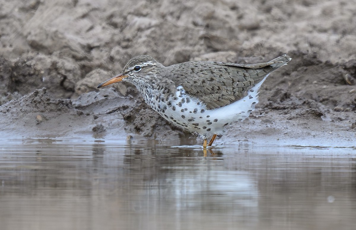 Spotted Sandpiper - Cecilia Riley