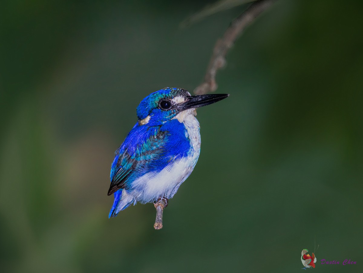 Little Kingfisher - Dustin Chen