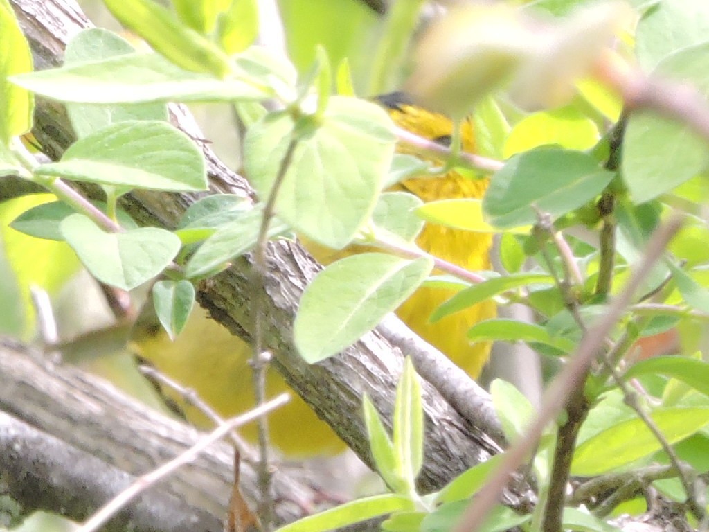 Wilson's Warbler - ML618899357