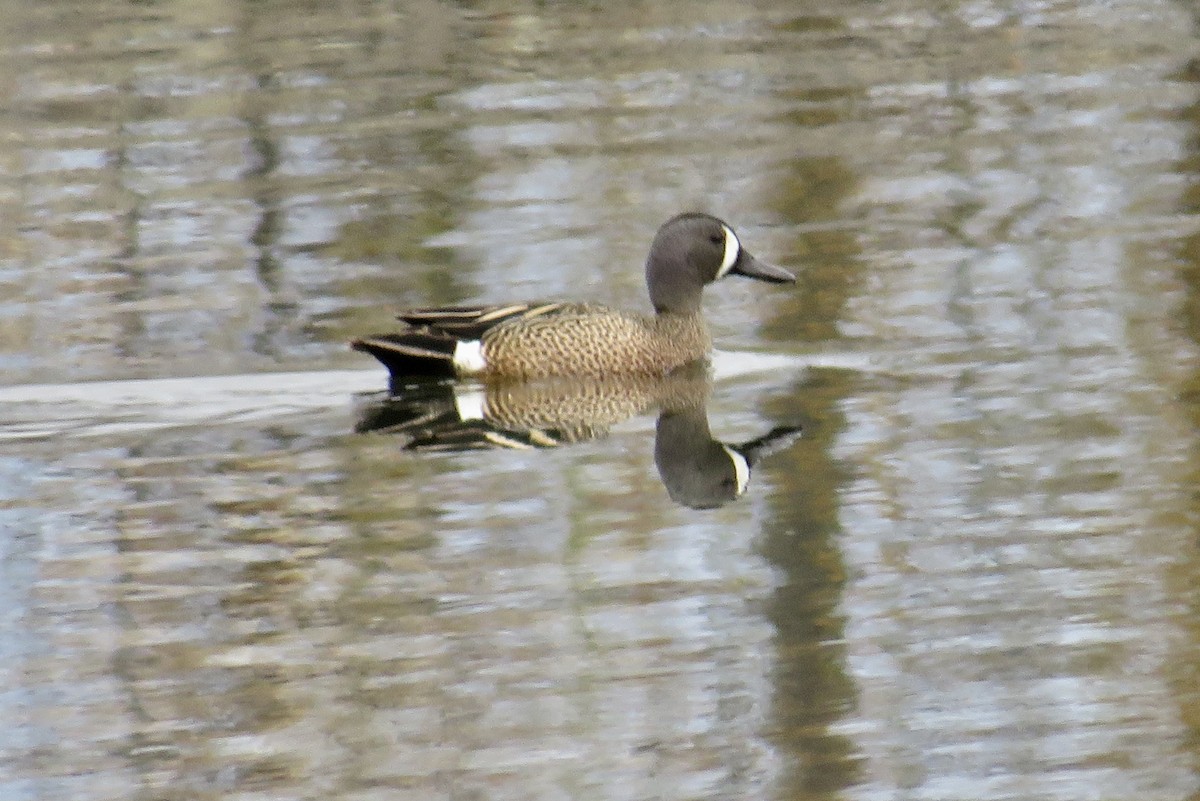 Blue-winged Teal - ML618899365